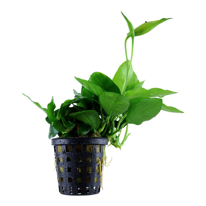 Anubias barteri var. nana Large potte